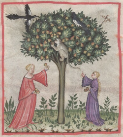 Birnenernte